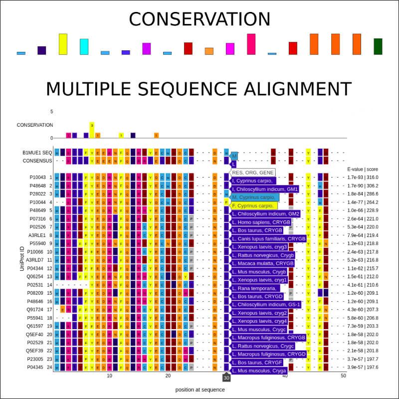 Explore evolutionary conservation of LLPS sequence, including strength of preserving the amino acid position, consensus MSA profile and interactive multiple sequence alignment.