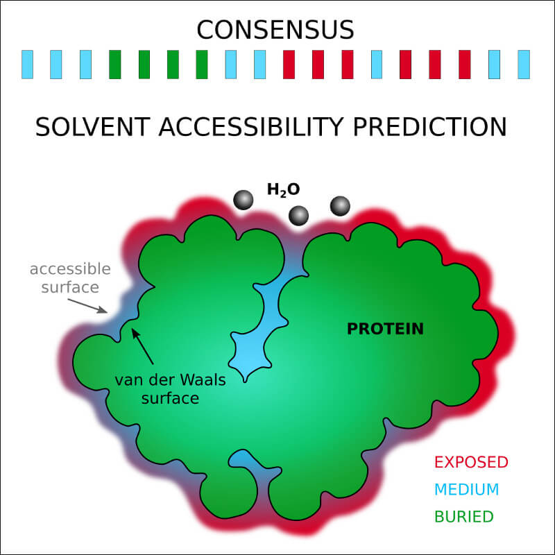 Explore the sequence-based prediction of the solvent accessibility for given phase-separated sequence, including the consensus of state-of-the-art methods.
