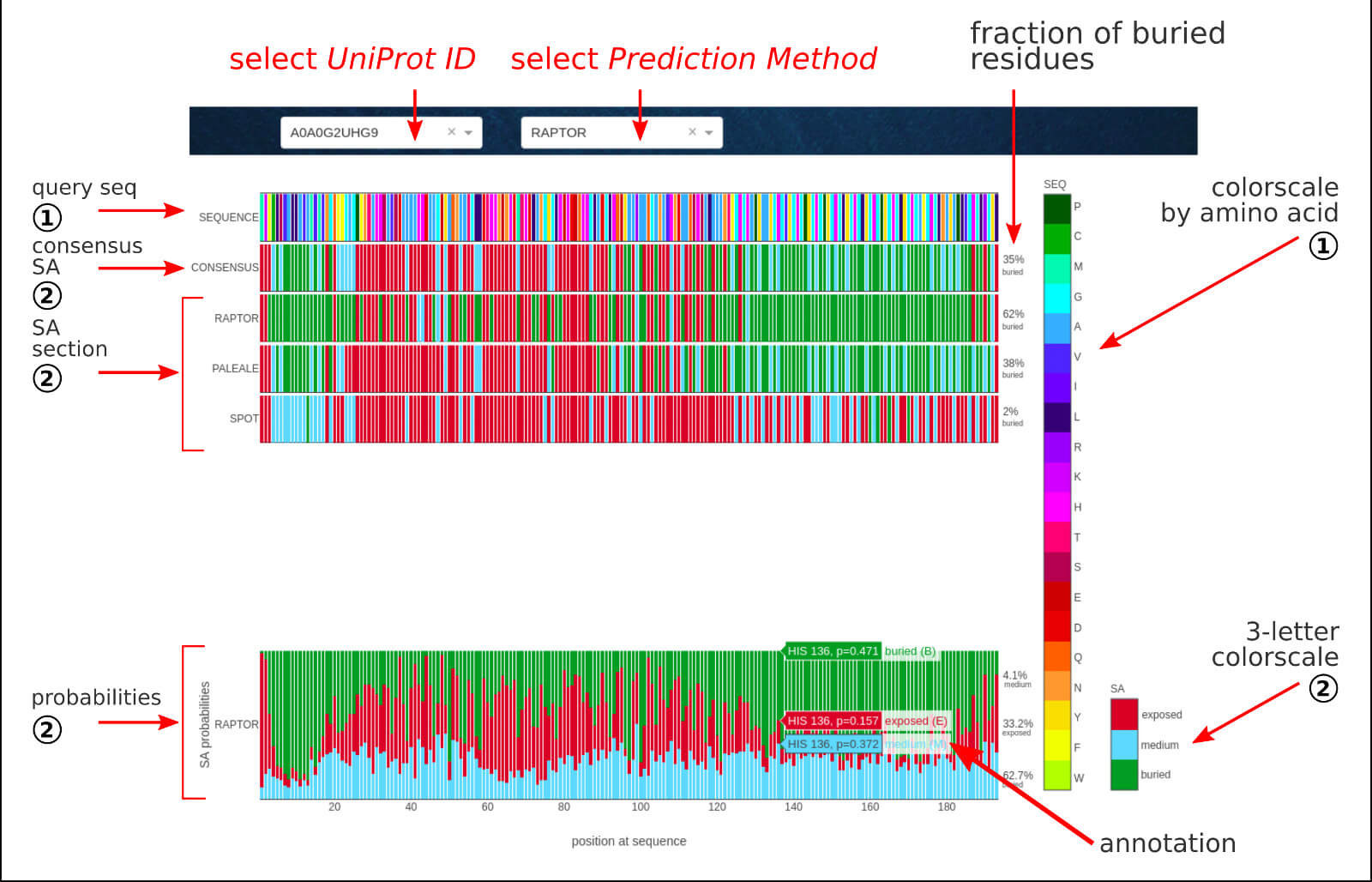 BIAPSS - Sequence-based predictions of solvent accessibility of given LLPS sequence.