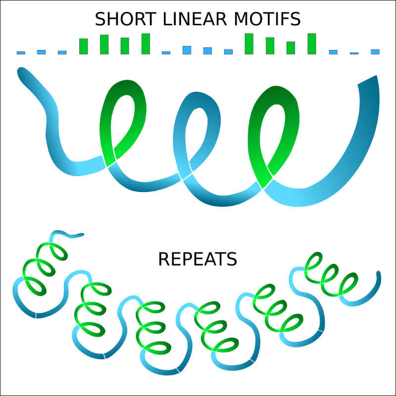 Explore a comprehensive compilation of the short linear motif (SLiMs) detected in the given phase-separated sequence.